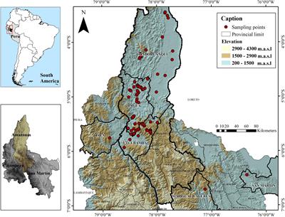 Genetic diversity and population structure of fine aroma cacao (Theobroma cacao L.) from north Peru revealed by single nucleotide polymorphism (SNP) markers